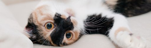 Katzentempel Nürnberg