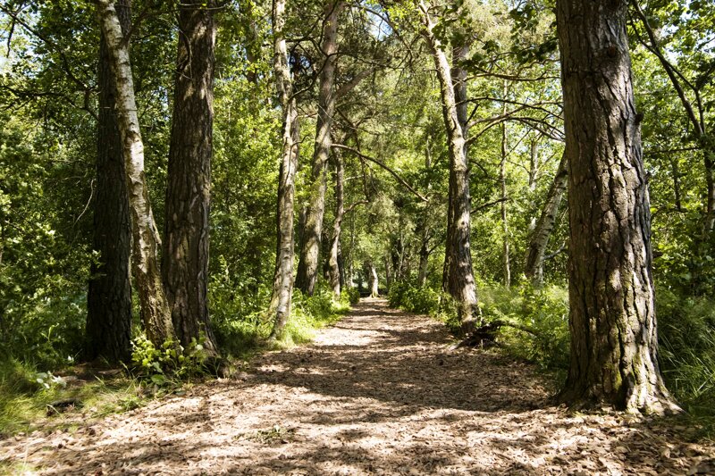 Ansicht Wackelwald@stadt bad buchau