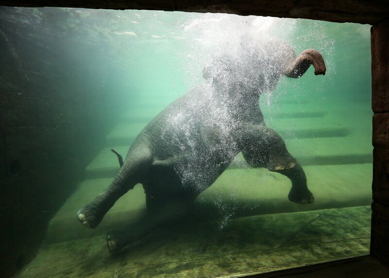 Elefant unter Wasser