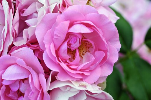 Rosengarten Zweibrücken