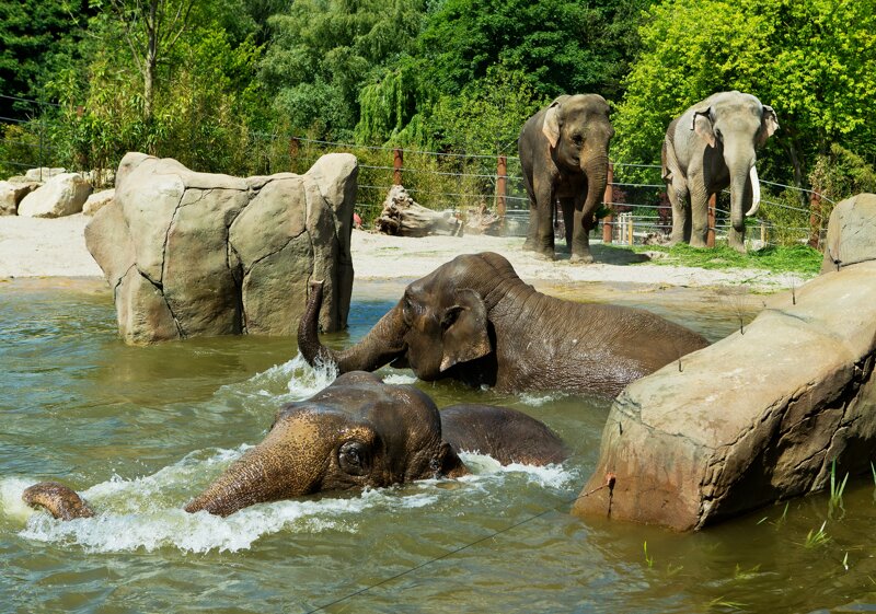 Allwetterzoo Elefanten