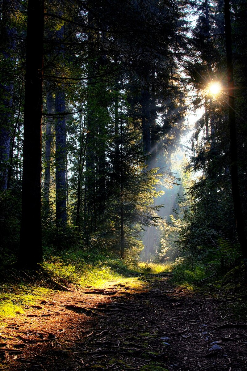 Schwarzwald am Titisee