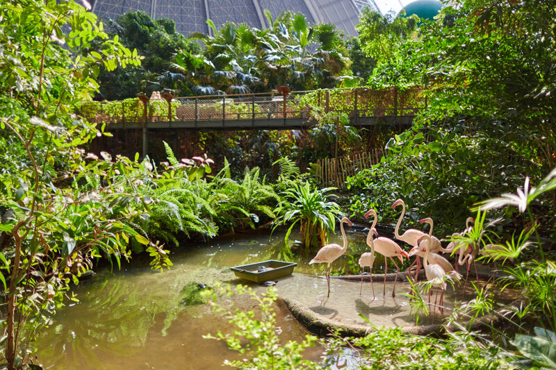 Flamingos im Indoor-Regenwald des Tropical Islands Brandenburg
