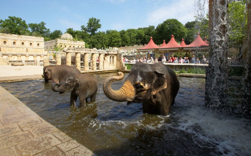 Elefanten baden im Erlebniszoo Hannover