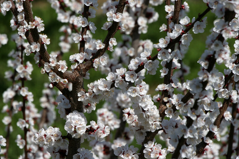 Marillenblüte in der Wachau