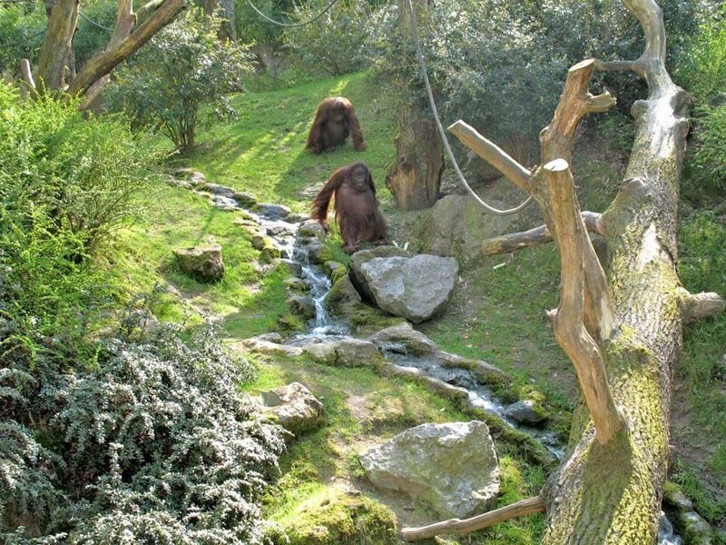 Orang Utan im Zoo Wuppertal