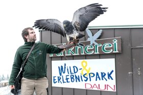 falknerei-im-wild-und-erlebnispark-daun