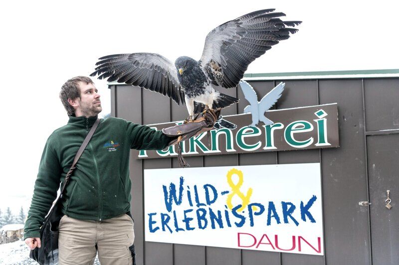 Falknerei im Wild- und Erlebnispark Daun