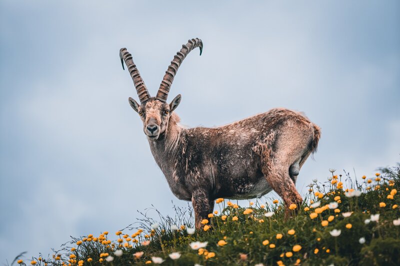 Steinbock