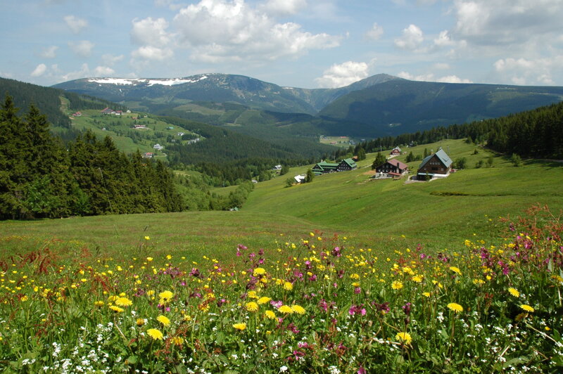 Blühende Wiese mit Blick auf die Schneekoppe im Riesengebirge