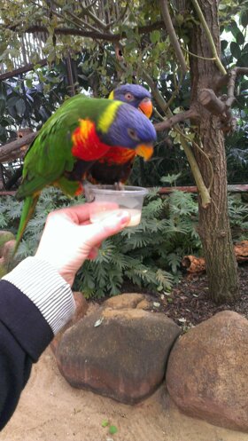 Loris auf der Hand (2)