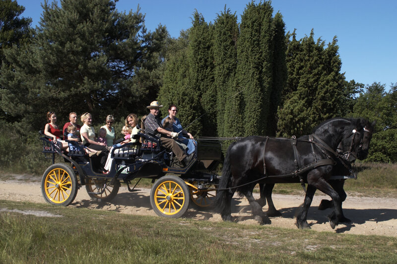 Kutschfahrt durch die Lüneburger Heide – ein klassisches Heide-Erlebnis
