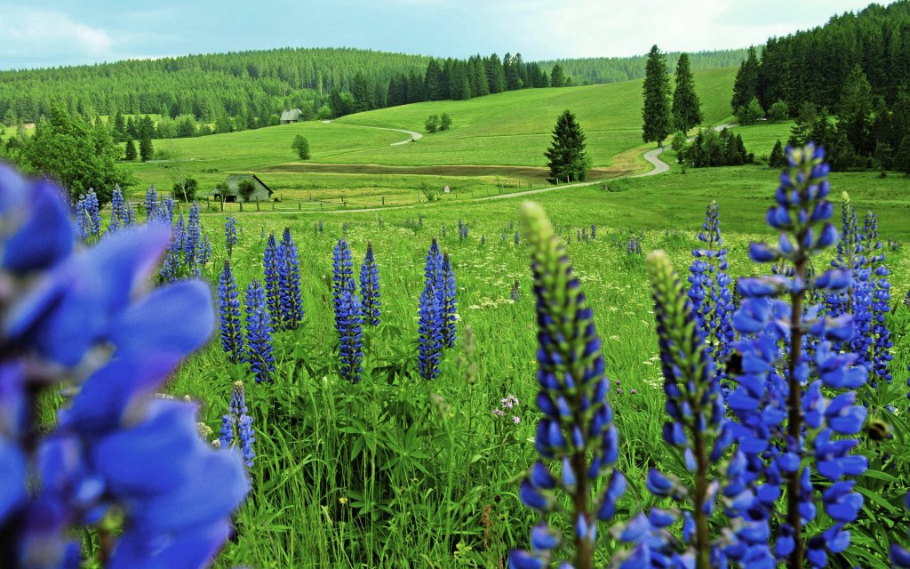 Höchenschwand