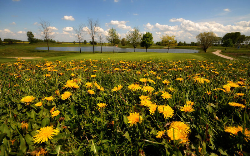 Blumenwiese