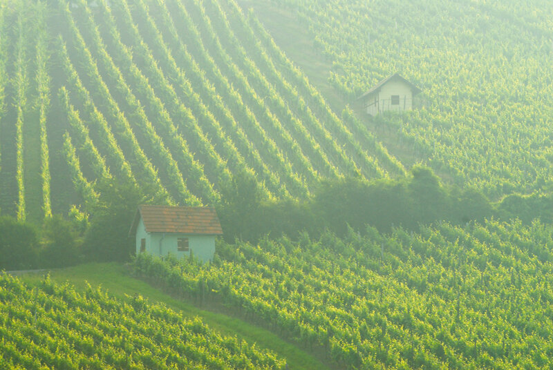 Weinberge 
 Steigerwald