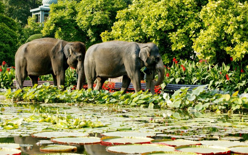 Wilhelma Stuttgart     Jetzt Hotel inkl  Zoo buchen