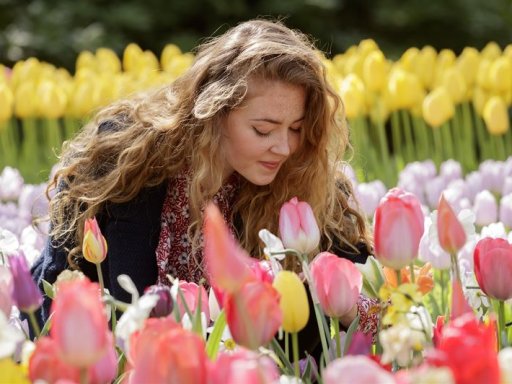 Keukenhof: die Wunderwelt der Millionen Tulpen