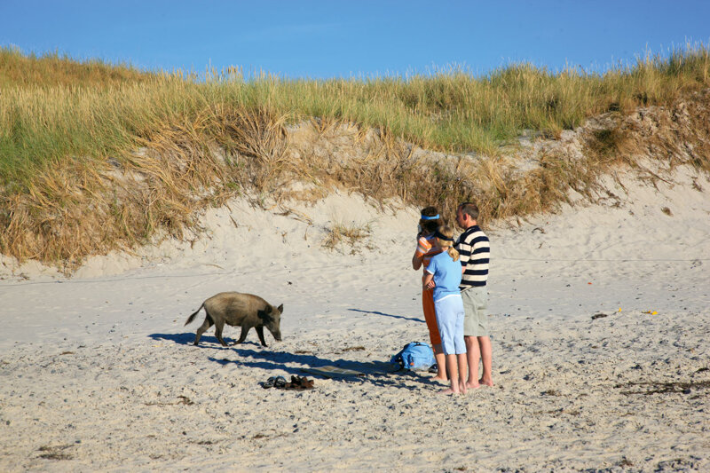 Familie an Strand mit Fuchs
