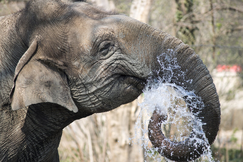 Elefant im Tierpark Berlin