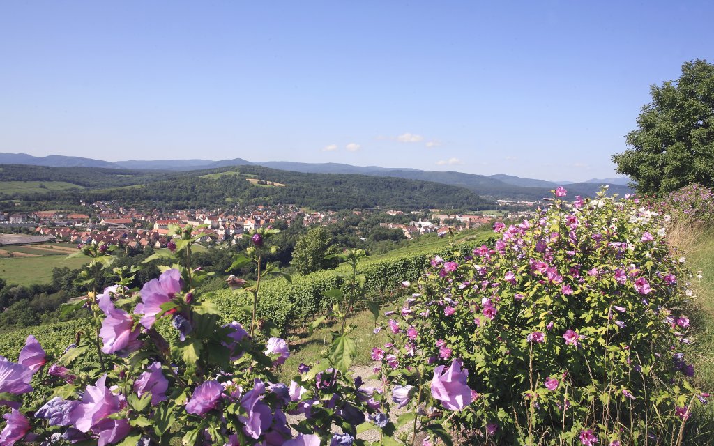 Weinberge im Elsass