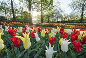 Keukenhof Park 1
