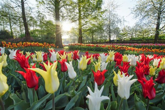 Keukenhof Park 1