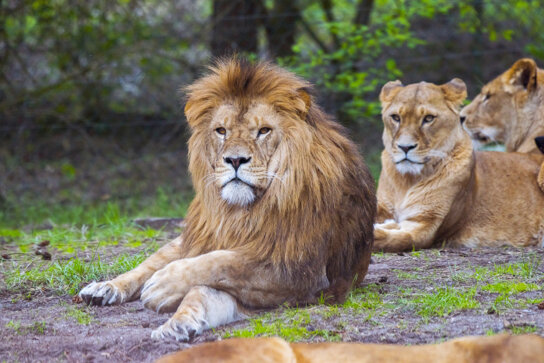14-Serengeti-Safari (Löwe)
