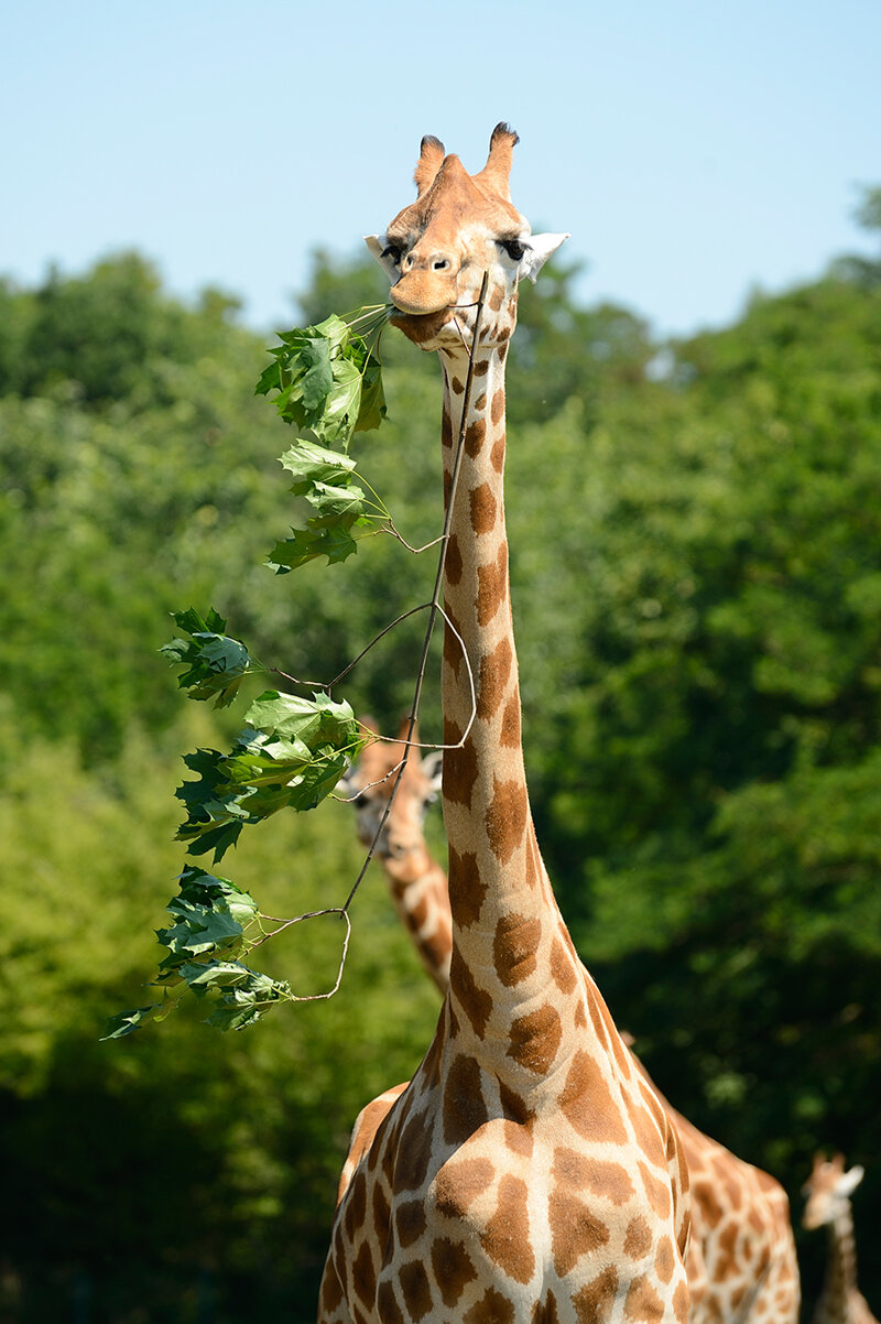 Giraffe im Tierpark Berlin