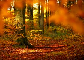 Nationalpark Hainich, UNESCO-Weltnaturerbe©Thüringer Tourismus GmbH