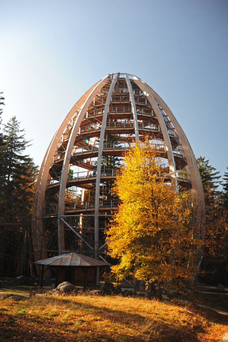 Holzsteg des Waldwipfelwegs Neuschönau durch die Baumkronen
