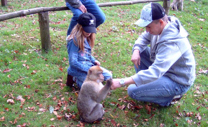 Affe im Neustrelitzer Tierpark
