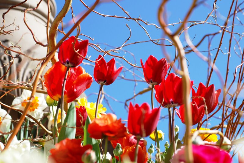 Obernai im Frühling – blühende Fachwerkhäuser der Altstadt