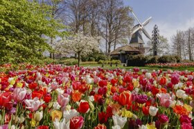 Keukenhof Park Windmühle