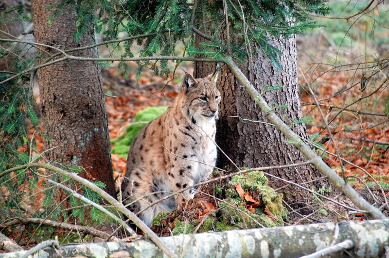 Ein Luchs im Nationalpark Bayerischer Wald