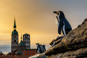 Humboldtpinguine im Ozeaneum Stralsund Humboldt Penguins at Stralsund Ozeaneum c TMV-Harms
