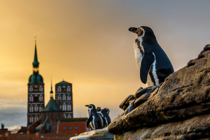 Pinguin auf dem Dach des Ozeaneum