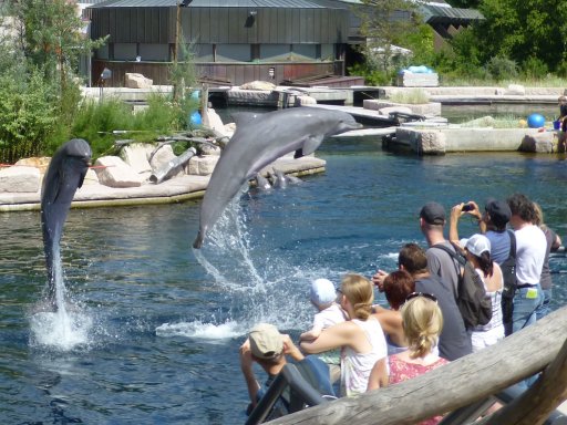 Das besondere Zoo-Glück: Besuch bei Delfinen