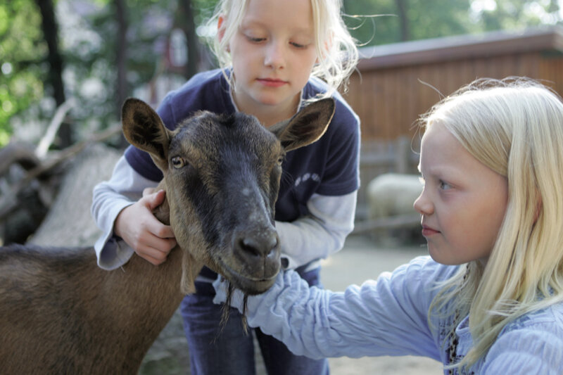 Kinder streicheln eine Ziege