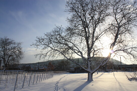 Park am Mäuseturm im Winter - Park at the Mousetower in Winter