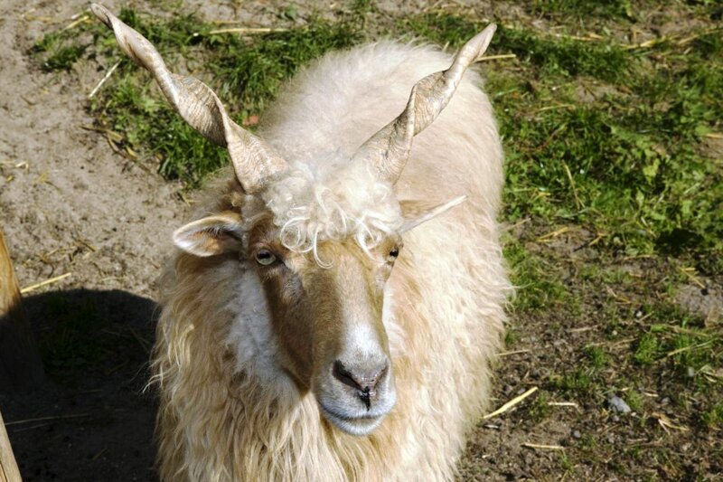Zackelschaf im Wildpark Schwarzach