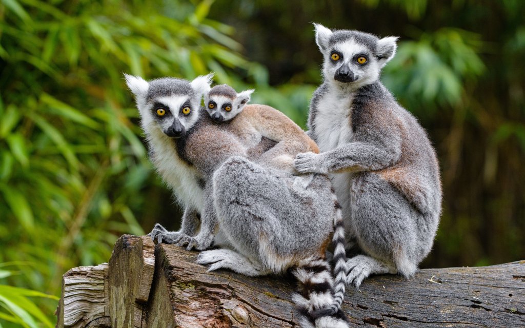 Zoos 