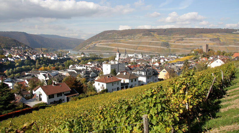 Bingen umgeben von Weinbergen - Bingen surrounded by vineyards
