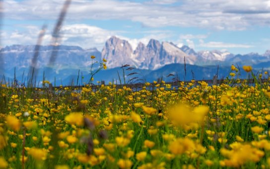 Ausblick von der hoteleigenen Alm