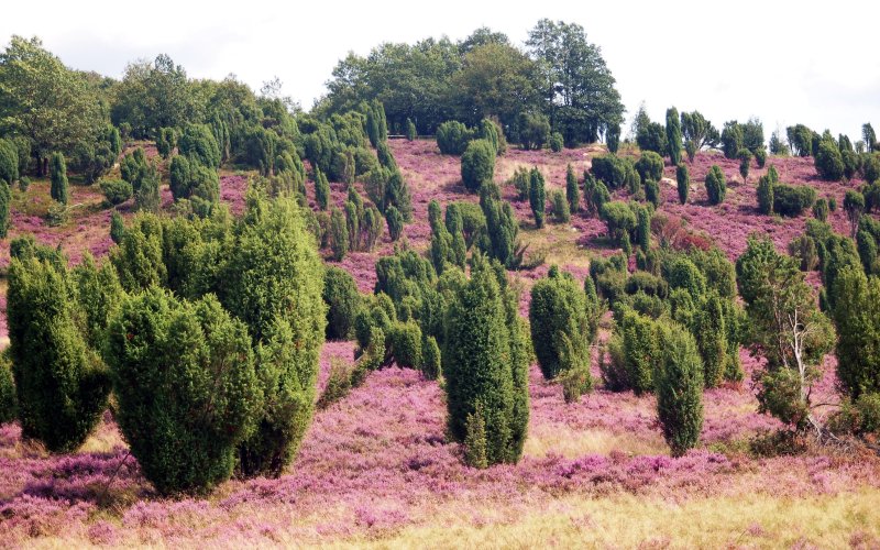 Lüneburger Heide