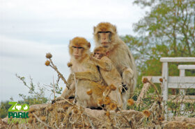 Berberaffen c Thüringer Zoopark Erfurt