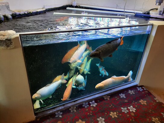 Kois als Deko im Ferienhotel Ödenhof