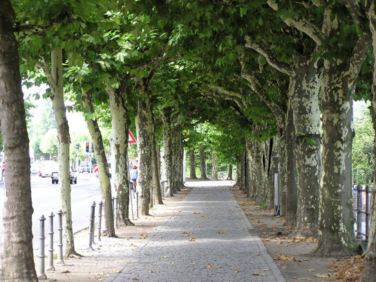 Mainufer c PIA Stadt Frankfurt am Main Tanja Schäfer