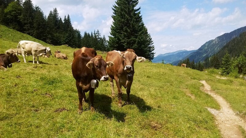 Kühe auf der Alm