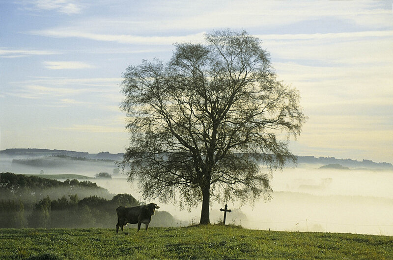 Blick auf Wolfegg – idyllischer Marktflecken im württembergischen Allgäu