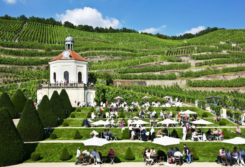 Weinhänge um Schloss Wackerbarth